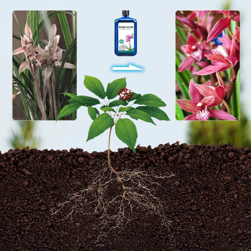 🔥🔥Flower concentrated nutrient solution - Image 4