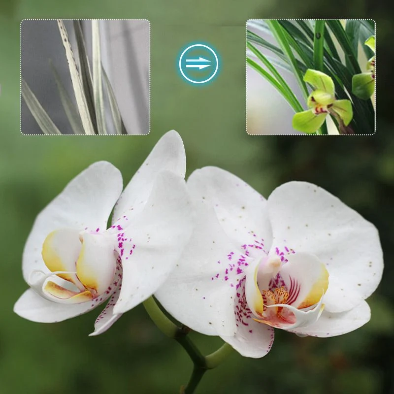 🔥🔥Flower concentrated nutrient solution - Image 7