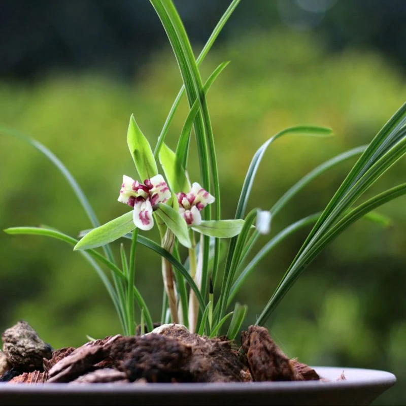 🔥🔥Flower concentrated nutrient solution - Image 8